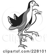 Royalty Free RF Clipart Illustration Of A Black And White Water Hens