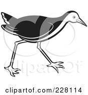 Royalty Free RF Clipart Illustration Of A Black And White Water Hen 2