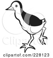 Royalty Free RF Clipart Illustration Of A Black And White Baby Water Hen 2