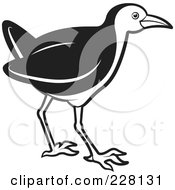 Royalty Free RF Clipart Illustration Of A Black And White Water Hen 6