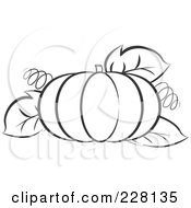 Poster, Art Print Of Coloring Page Outline Of A Pumpkin With Tendrils And Leaves