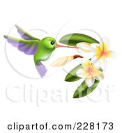 Green And Purple Hummingbird With Plumeria Flowers