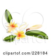 Plumeria Flowers And Leaves