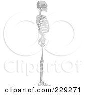 Poster, Art Print Of Profile Of A Standing Human Skeleton