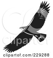 Poster, Art Print Of Black And White Eagle Flying