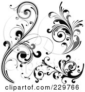 Poster, Art Print Of Digital Collage Of Black And White Flourish Designs - 2