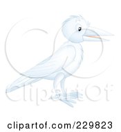 Poster, Art Print Of White Crow