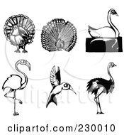 Digital Collage Of Woodcut Styled Turkey Peacock Swan Flamingo Hummingbird And Ostrich Birds