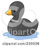 Poster, Art Print Of Cute Black Duck