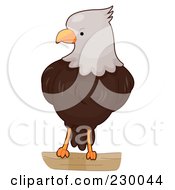 Poster, Art Print Of Cute Bald Eagle