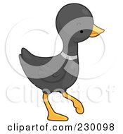 Royalty Free RF Clipart Illustration Of A Cute Black Duck Walking