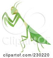 Poster, Art Print Of Green Praying Mantis
