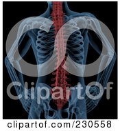Royalty Free RF Clipart Illustration Of A Highlighted Skeletal Spine On Black by KJ Pargeter