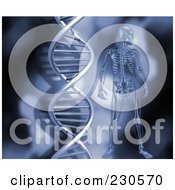 Royalty Free RF Clipart Illustration Of A Male Skeleton By A DNA Strand