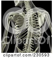 Royalty Free RF Clipart Illustration Of A Male Skeletal Torso On Black