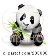 Panda Sitting And Holding Bamboo