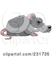 Mean Gray Rat