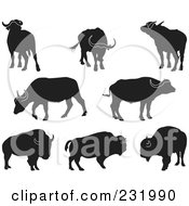 Poster, Art Print Of Digital Collage Of Black And White Buffalo