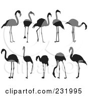 Poster, Art Print Of Digital Collage Of Black And White Flamingos