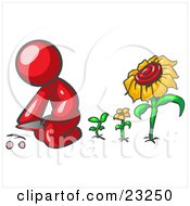 Red Man Kneeling By Growing Sunflowers To Plant Seeds In A Dirt Hole In A Garden