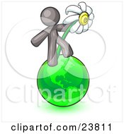 Poster, Art Print Of Gray Man Standing On The Green Planet Earth And Holding A White Daisy Symbolizing Organics And Going Green For A Healthy Environment
