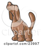 Brown Tick Hound Dog Howling Or Sniffing The Air