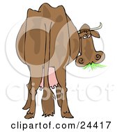 Brown Dairy Cow With Udders Looking Back At The Viewer And Grazing On Grass