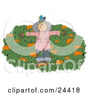 Blue Bird Nesting In The Hat Of A Scarecrow In A Pumpkin Patch