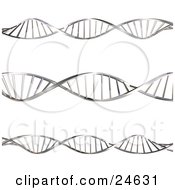 Three Twisting Double Helix Dna Strands Spanning Horizontally Over A White Background