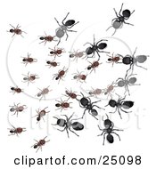 Large Black Worker Ants Attacking Smaller Brown Ants While At War