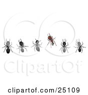 Different Brown Ant Standing Out From A Horizontal Line Of Black Worker Ants
