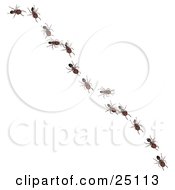 Worker Ants In A Single File Line Following The Leader Diagonally Across A Surface
