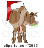 Brown Dairy Cow With A Santa Hat On Its Butt Grazing On Grass And Looking Back