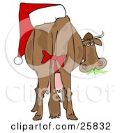 Brown Dairy Cow With A Red Bow On Its Tail And A Santa Hat On Its Butt Grazing On Grass And Looking Back