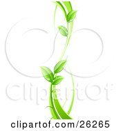 Clipart Illustration Of A Curvy Green Vine With Dew Drops On The Leaves On A White Background by beboy #COLLC26265-0058