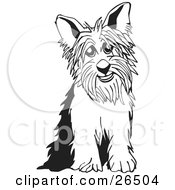 Yorkshire Terrier Dog Sitting In Black And White