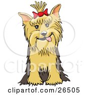 Friendly Yorkshire Terrier Dog With A Bow In Her Hair Sitting