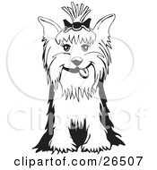 Friendly Yorkshire Terrier Dog With A Bow In Her Hair Sitting In Black And White