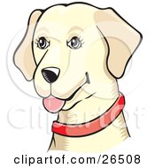 Friendly Yellow Labrador Dog Wearing A Red Collar