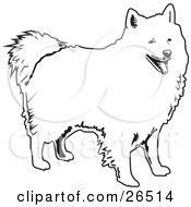 Poster, Art Print Of Friendly American Eskimo Standing Black And White