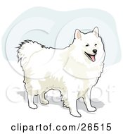 Poster, Art Print Of Fluffy And Friendly White American Eskimo Dog Standing
