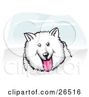 Fluffy And Friendly White American Eskimo Dog Hanging Its Pink Tongue Out