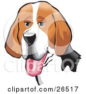 Poster, Art Print Of Friendly Brown White And Black American Foxhound Dog Hanging Its Tongue Out