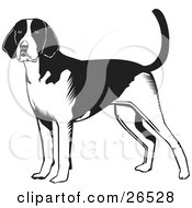 Poster, Art Print Of Alert American Foxhound Dog Standing Black And White