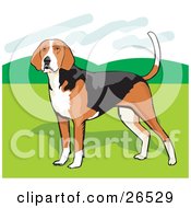 Poster, Art Print Of Brown White And Black American Foxhound Dog Standing On Grass