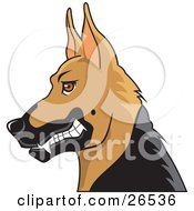 Growling German Shepherd Guard Dog With Cropped Ears In Profile