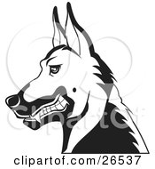 Poster, Art Print Of German Shepherd Guard Dog Growling In Profile Black And White