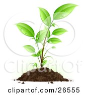 Clipart Illustration Of A Seedling Plant With Drops Of Dew Scattered On The Green Leaves Growing From A Pile Of Dirt