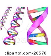 Three Strands Of Colorful Dna Double Helixes Over White