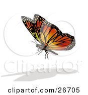 Poster, Art Print Of Beautiful Orange Black And Yellow Monarch Butterfly And Shadow Over A White Background